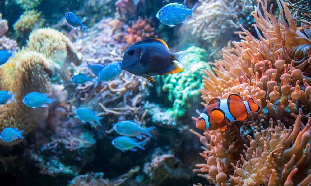 dicas para aquaristas