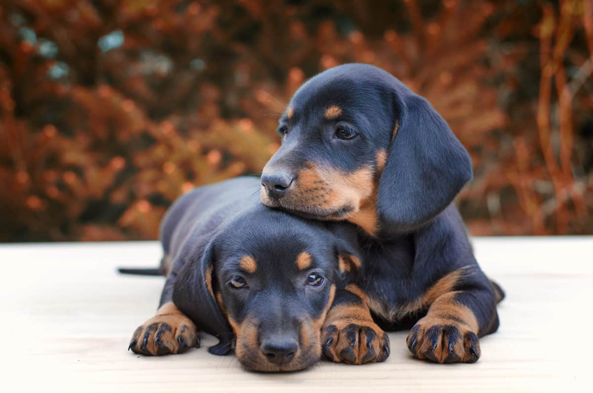 Tipos de Dachshund: quantos existem de acordo com o tamanho? 1 filhote