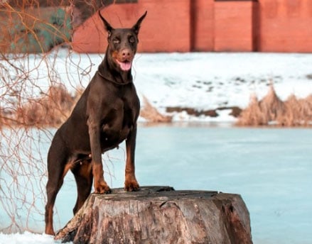 dobermann