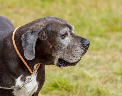 raças de cachorros calmos