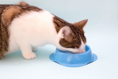 Os gatos podem comer abacaxi? 2 gray white cat eats food cute domestic animal