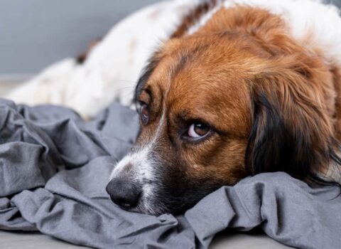 cachorro triste