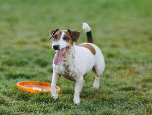 jack russel