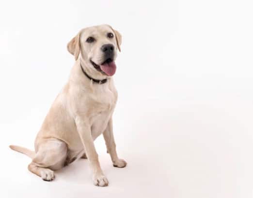 Os grupos de cachorros e suas características 1 grupos de cachorros