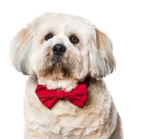 lhasa apso