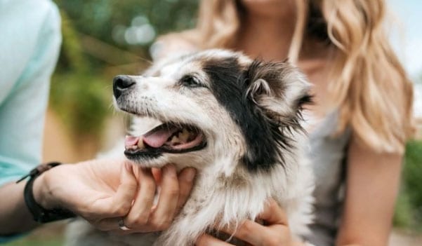 mudança de comportamento em cães idosos