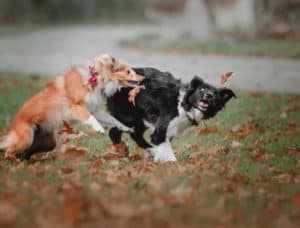 Dois cães brincando - Foto: Freepik