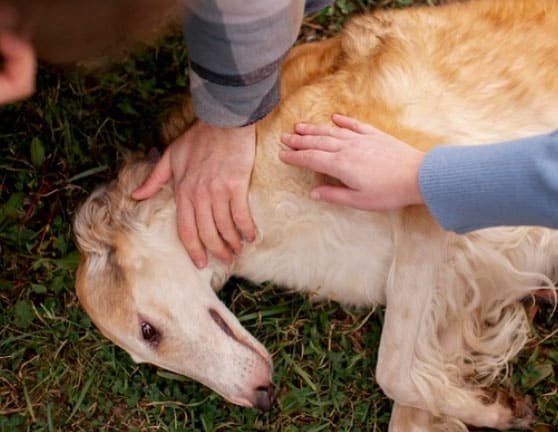 O que provoca agressividade canina? 1 o que provoca agressividade canina
