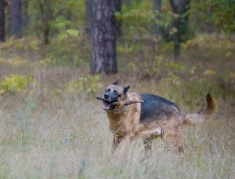 Os grupos de cachorros e suas características 4 grupos de cachorros
