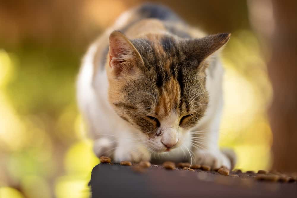 gato comendo areia