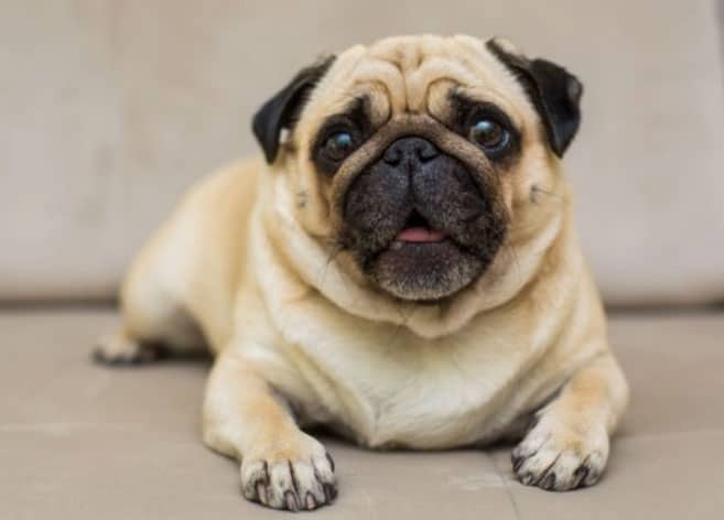 Os grupos de cachorros e suas características 6 pug