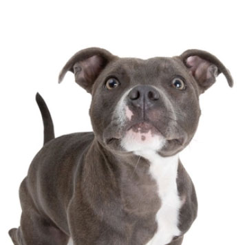 bull terrier