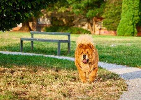 raça de cachorro de médio porte