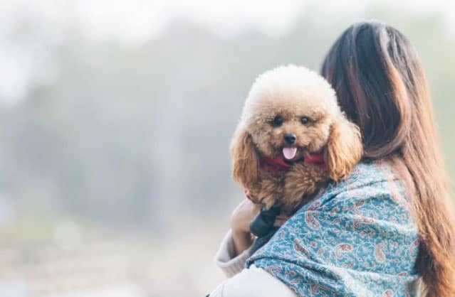 raça de cachorro de médio porte