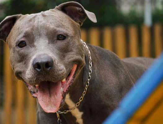 pit bull