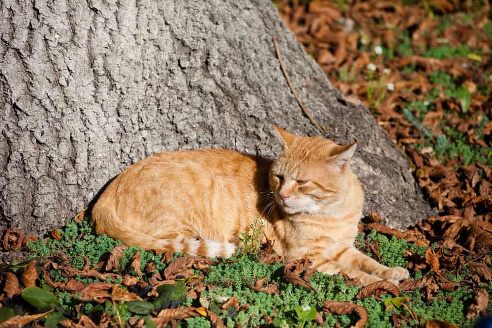 Gato comendo areia