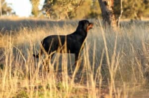 Rottweiler - Foto: Freepik