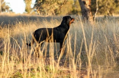 rottweiler