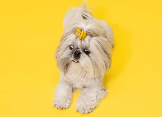 shih tzu