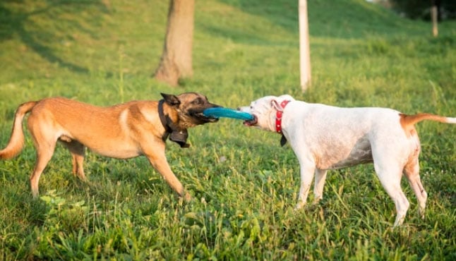 socializar filhotes de cachorro