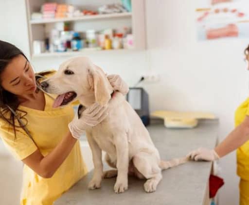 castração canina