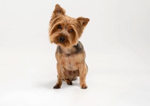 Raças de cachorros mais populares: Conheça nesse artigo! 6 grupos de cachorros