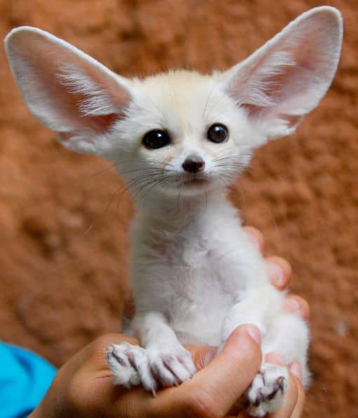 Animais de estimação mais raros: Confira os 7 mais! 1 animais de estimação mais raros