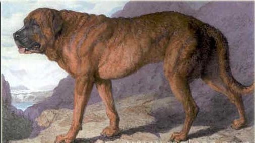 Apine Mastiff