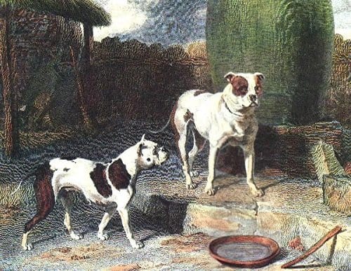 Antigo Buldogue Inglês