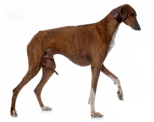 Cachorros estranhos