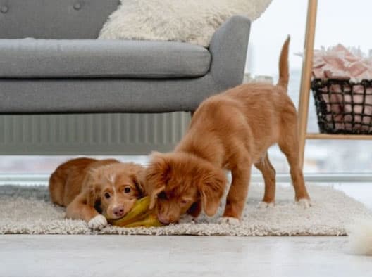 o cachorro comeu plástico