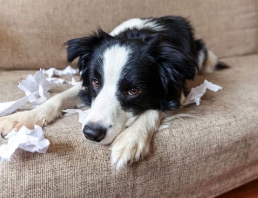 Cachorro Destruidor - Como melhorar o comportamento e por que eles são assim 1 Cachorro destruidor