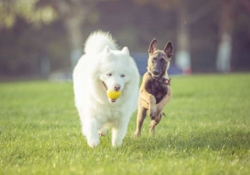 cão correndo