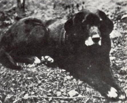raças de cães extintas