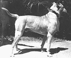 Cão Lutador da Córdoba