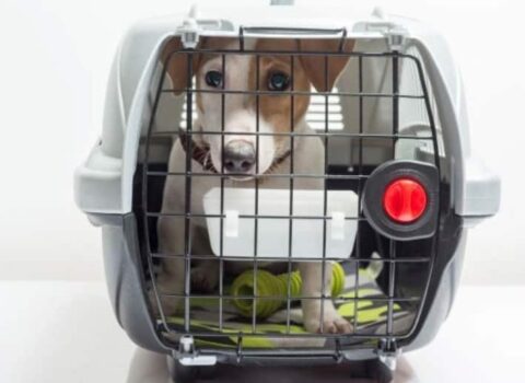 Como viajar de ônibus com cachorro