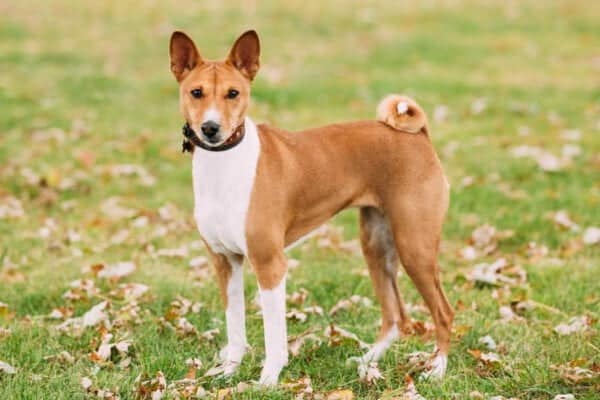 Curiosidades-sobre-o-rabo-dos-cachorros-600x400