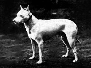 English White Terrier. Fonte: Wikipedia