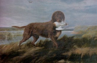raças de cães extintas