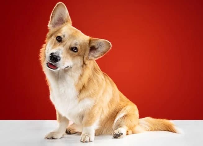 Raças de cachorros pastores