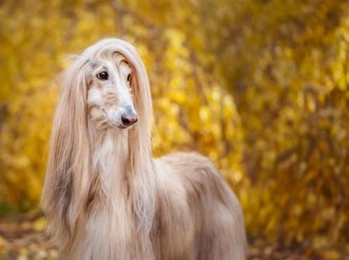 afghan hound
