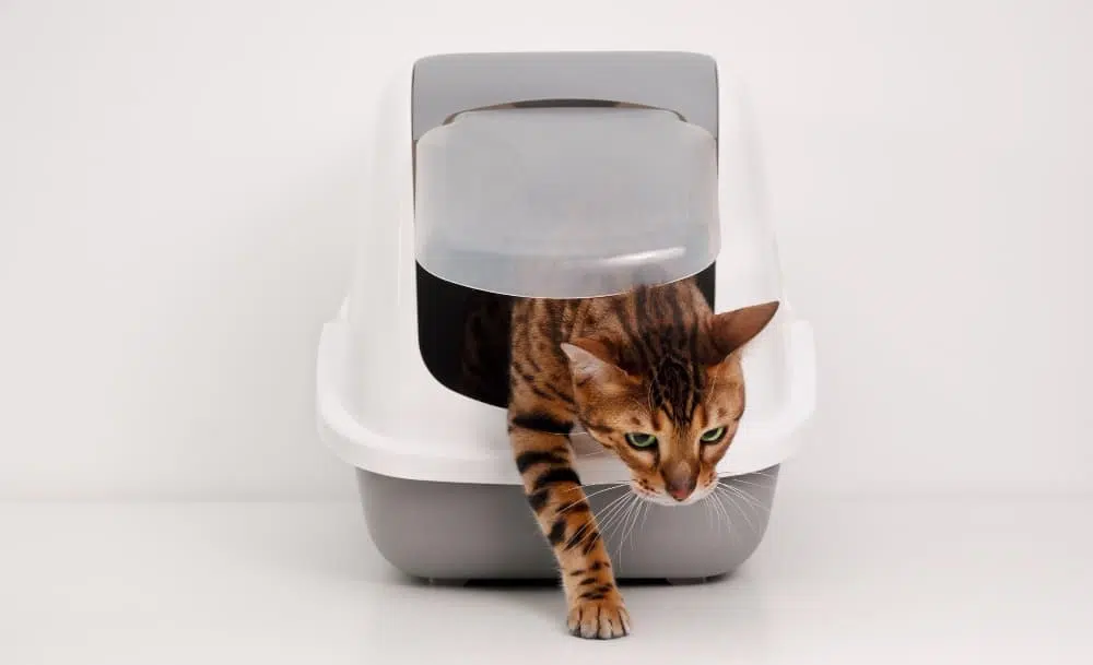 beautiful purebred brainy bengal cat coming out litter box white gray backgroundtraining us