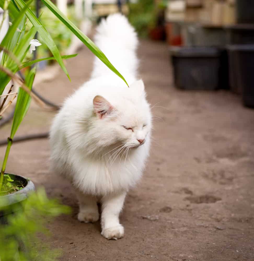 beautiful white fluffy turkish angora cat lives greenhouse
