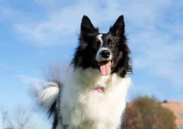 border collie