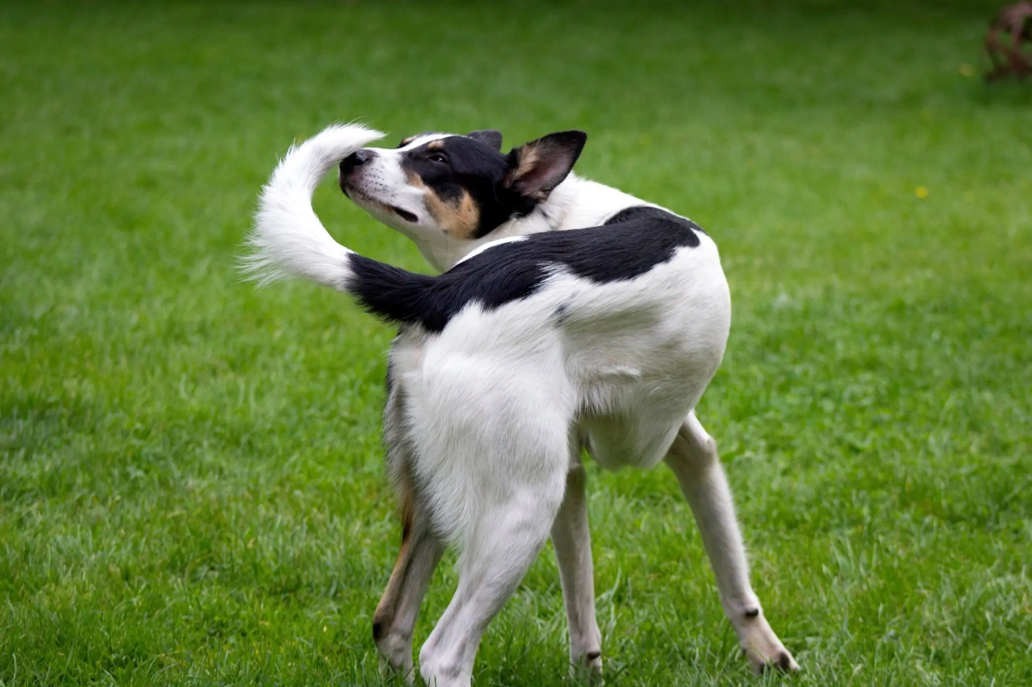 cachorro-correndo-rabo-4