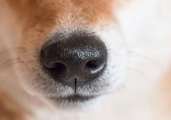 nariz do cachorro está rachado e seco