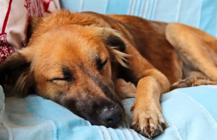 cão dormindo