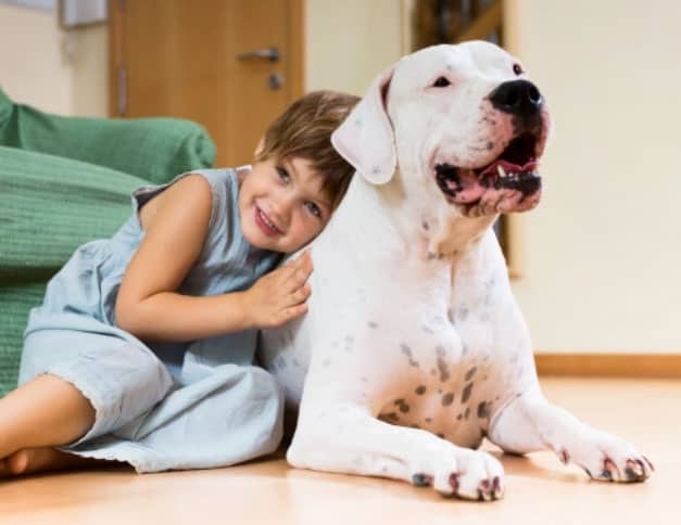 cachorro grande em apartamento