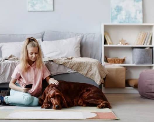 cachorro grande em apartamento