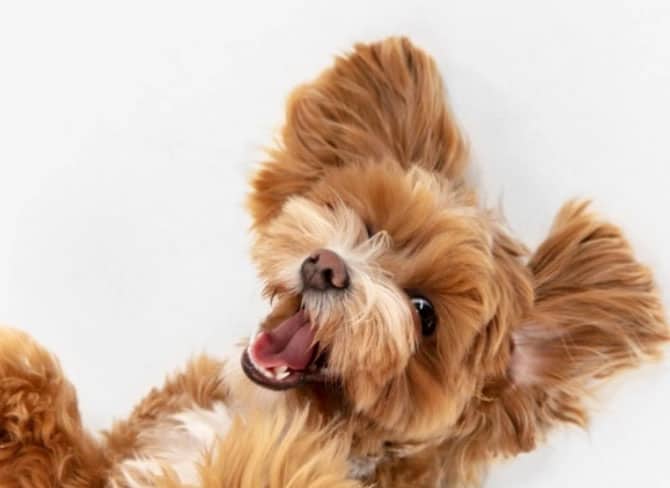 Rosnado de Cachorro - Por que os cães fazem isso? 4 cão bravo